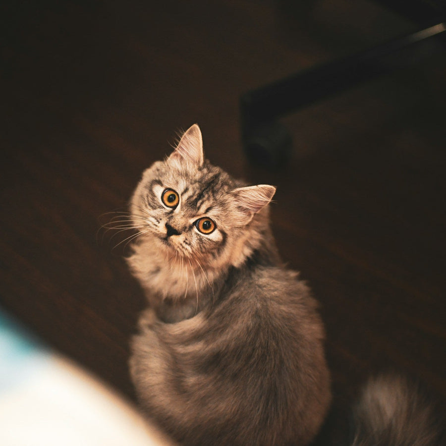 Pets